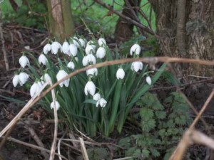 bunch of february snowdrops in the pottery garden at eastnor pottery