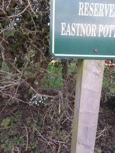 snowdrops under reserved parking sign at eastnor pottery herefordshire